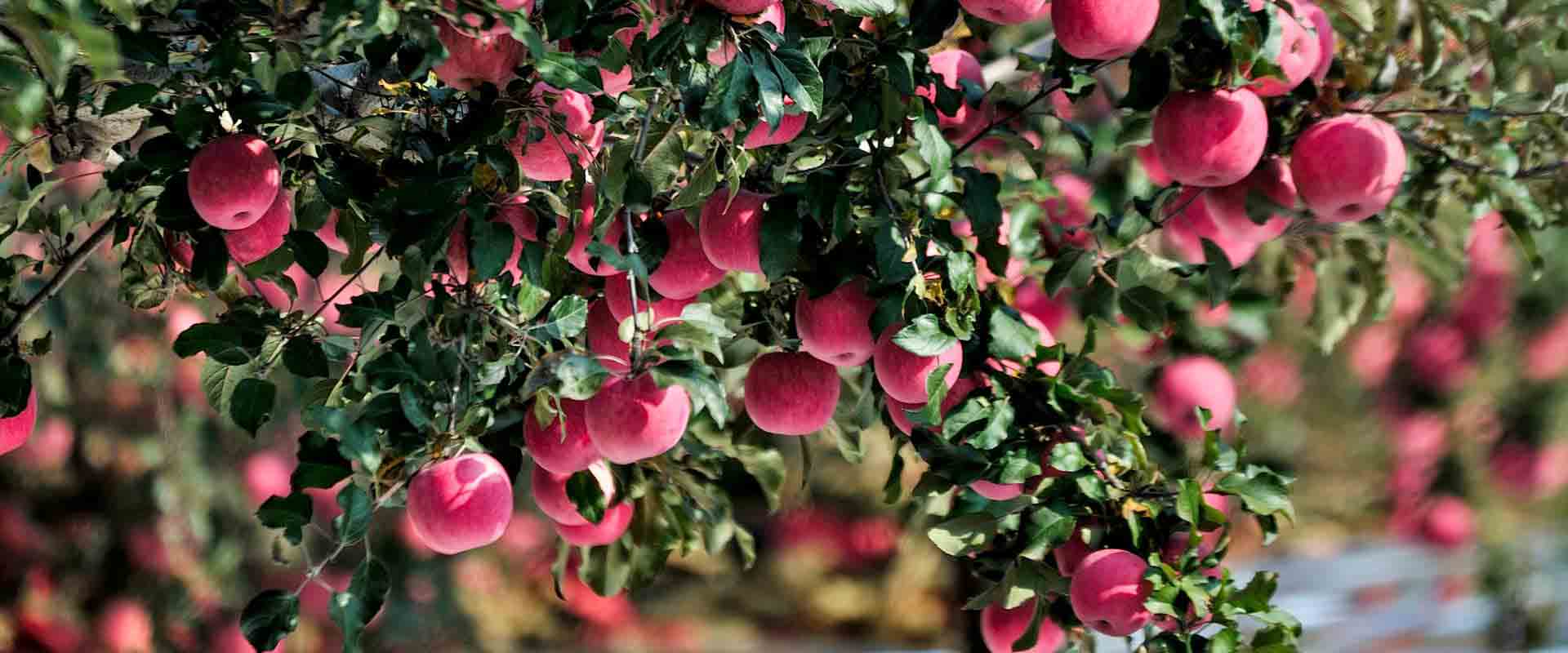 高標準農田觀測場建設方案